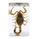 Kit Celestron de 4 Insectos 3D para Microscopía (Kit 4)
