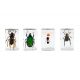 Kit Celestron de 4 Insectos 3D para Microscopía (Kit 5)