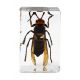 Kit Celestron de 4 Insectos 3D para Microscopía (Kit 5)