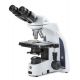 Microscopio Binocular Euromex iScope 1152 PLi (Óptica a Infinito)